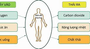 Các Chất Có Trong Cơ Thể Con Người